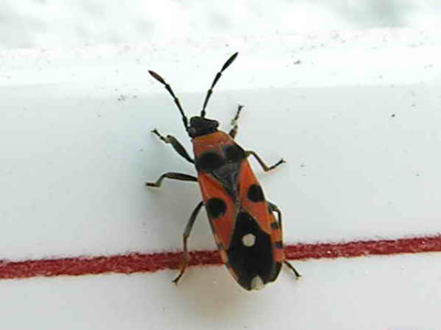 Horvathiolus superbus