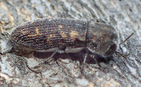 Acmaeoderella adspersula