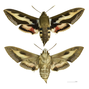 Sphinx de la Garance (Le)