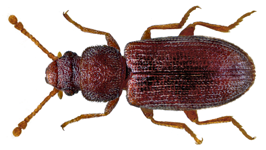Berginus tamarisci