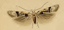 Altenia scriptella