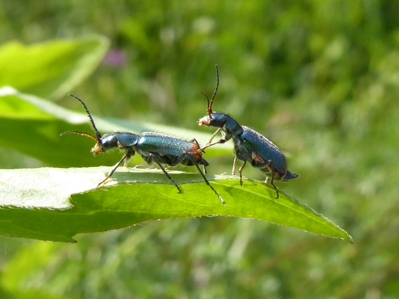 Clanoptilus geniculatus