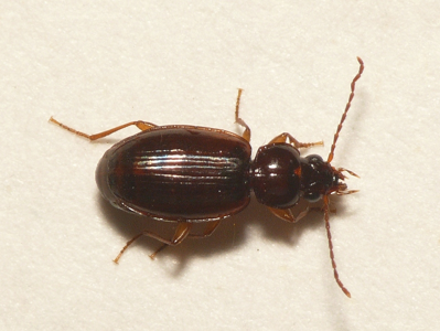 Trechus obtusus