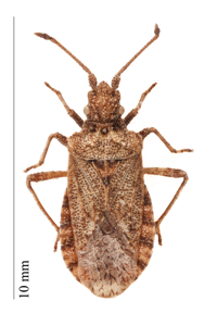 Arenocoris fallenii