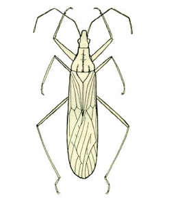Nabis capsiformis