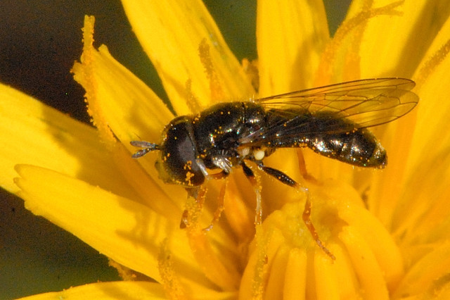 Pipizella annulata