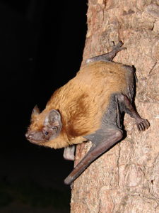 Noctule commune