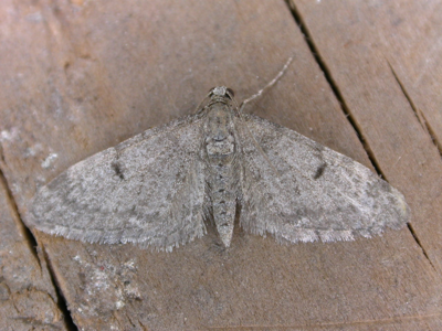 Eupithécie dénuée (L')