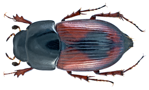 Biralus satellitius