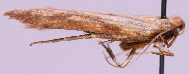 Metzneria neuropterella