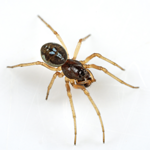 Pachygnatha degeeri