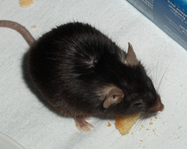 Mus musculus domesticus