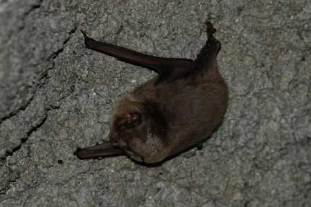Minioptère de Schreibers