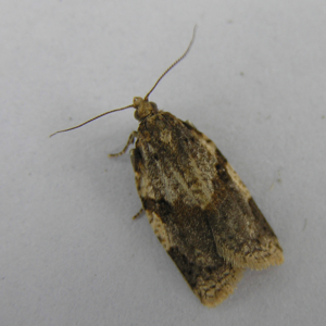 Clepsis spectrana