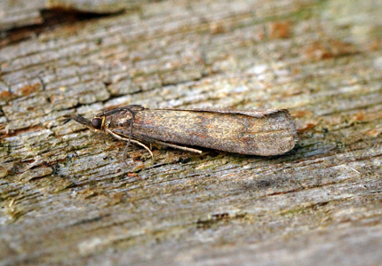 Phycide bronzée