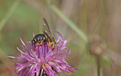 Icteranthidium laterale