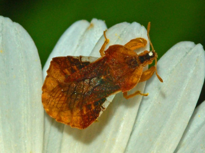 Punaise à pattes de crabe
