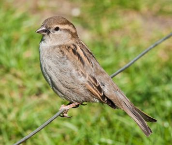Moineau domestique