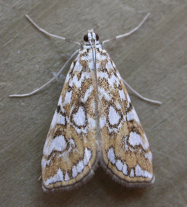 Hydrocampe du Potamogéton (L')