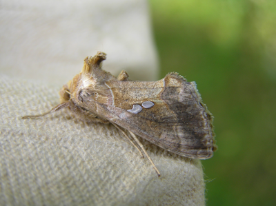Plusie chalcite (La)