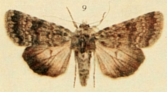 Agrotide lucernaire (L')