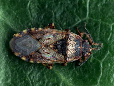 Platyplax salviae