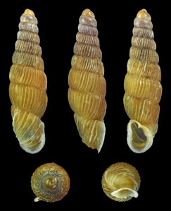 Clausilie aiguillette