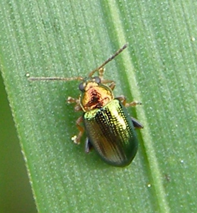 Crepidodera aurata