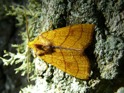 Xanthie citronnée (La)