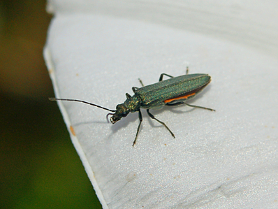 Oedemera lurida