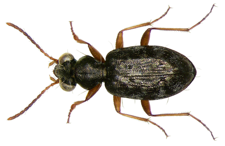 Asaphidion flavipes