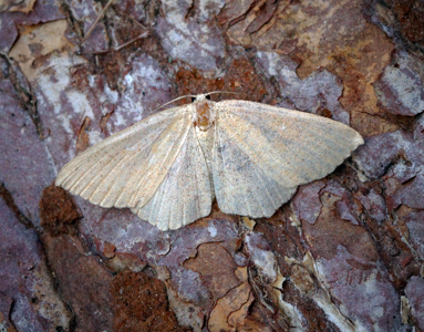 Ephyre Trois-Cerceaux (L')