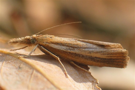 Crambus des chaumes