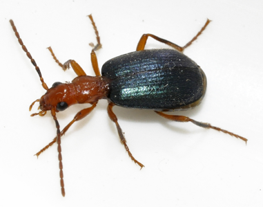 Brachinus explodens