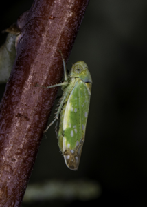 Opsius stactogalus