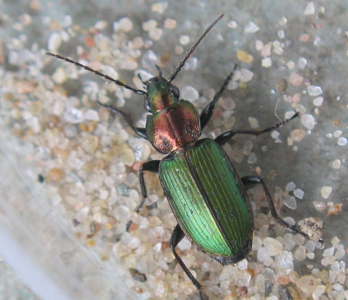Agonum des marais