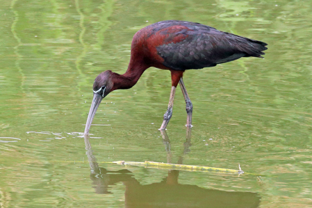 Ibis falcinelle