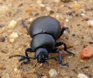 Timarcha nicaeensis