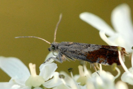 Epinotia cruciana