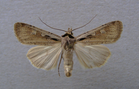 Agrotide flammerole (L')