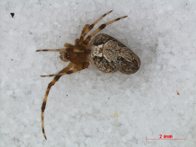 Theridion pinastri