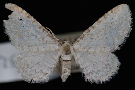 Eupithécie crayeuse (L')