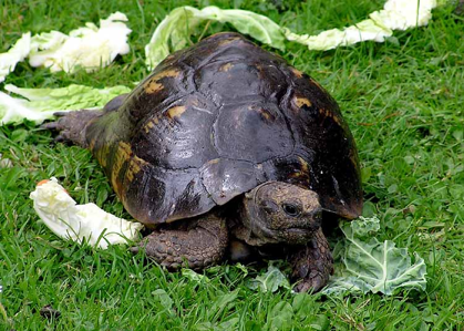 Tortue mauresque (La)