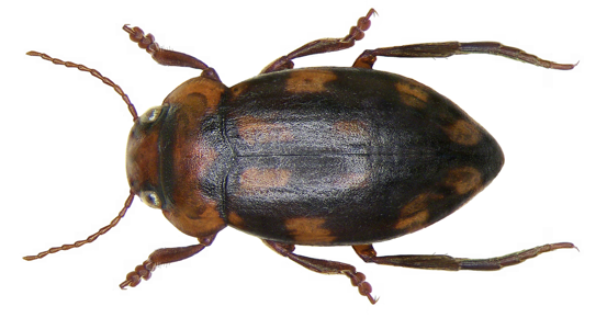 Stictotarsus duodecimpustulatus