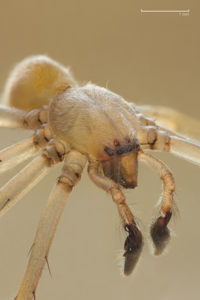 Cheiracanthium mildei