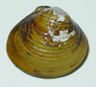 Corbicule asiatique
