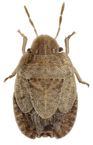 Sciocoris microphthalmus