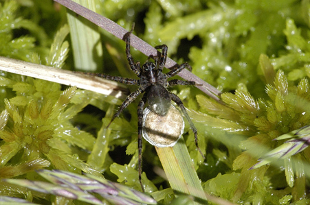 Piratula latitans