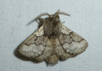 Bombyx de l'Aubépine (Le)