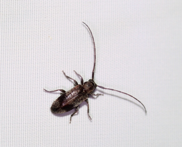 Exocentrus punctipennis